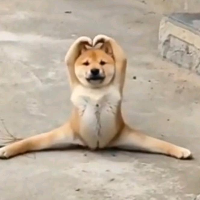 大老迪