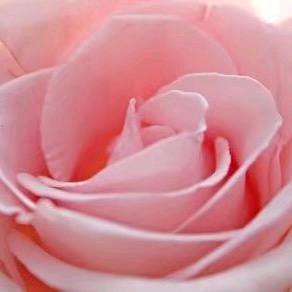 🐝缘分天空🍀