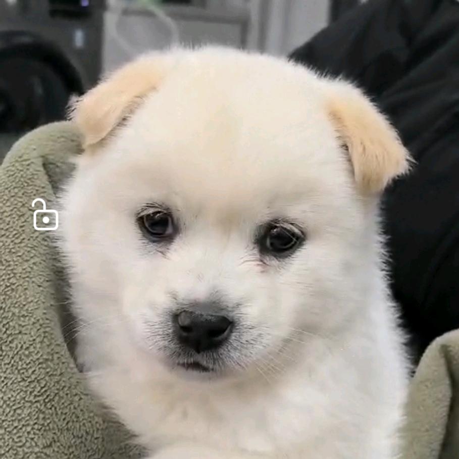 雪团