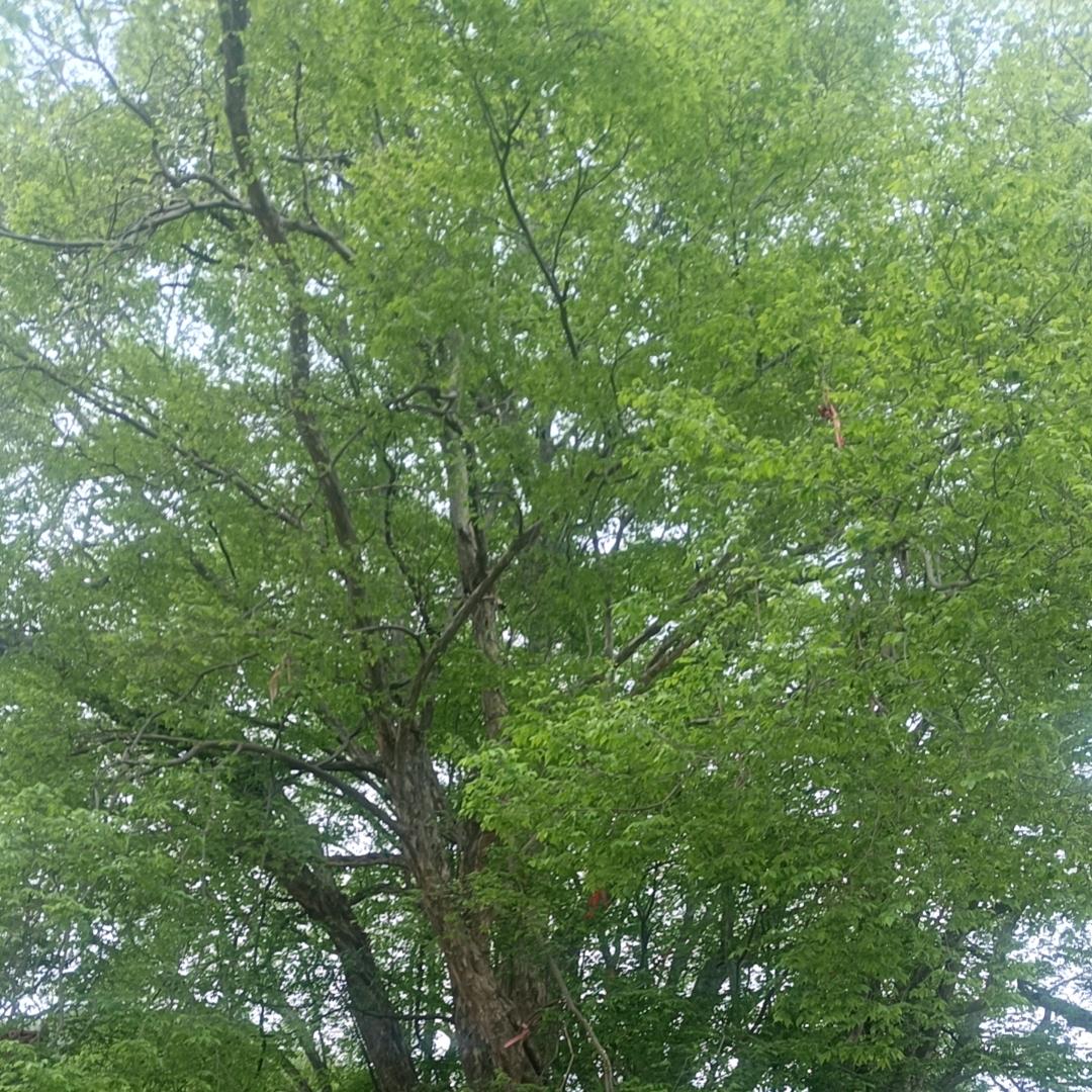 饭盒