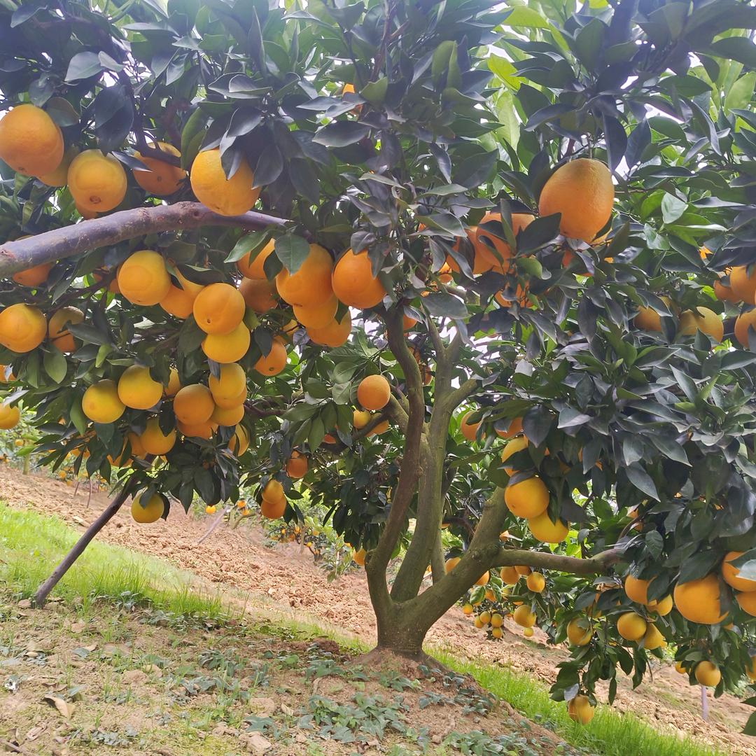 饶成🍊🍊🍊
