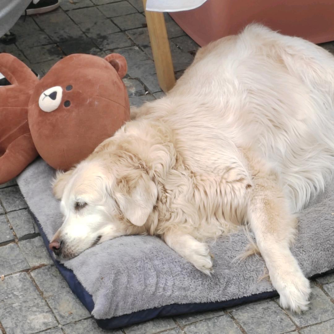 这只蒲公英有点懒