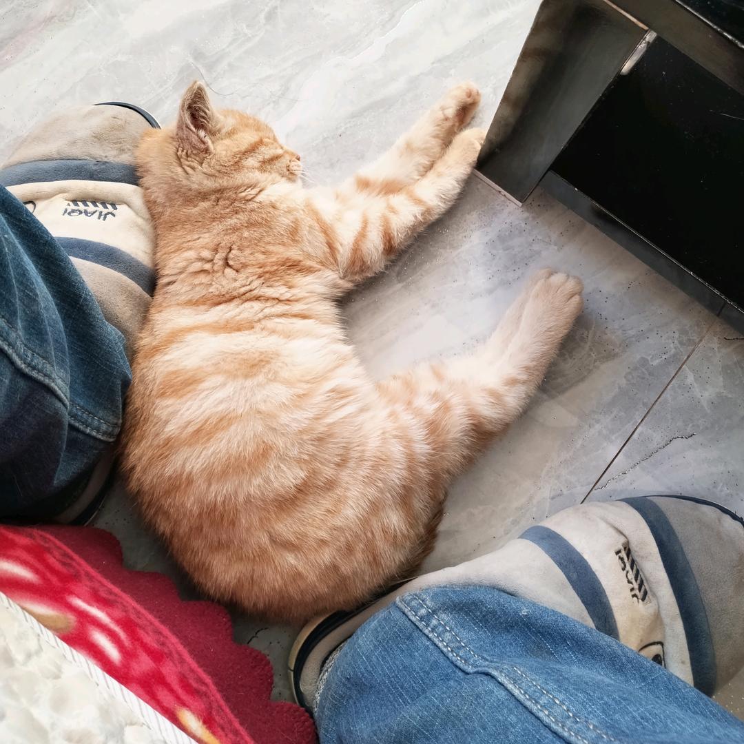 用户27545387843猫猫77