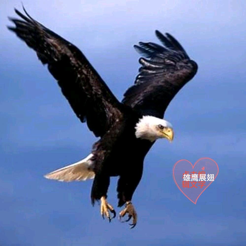 🌴雄鹰展翅🌴