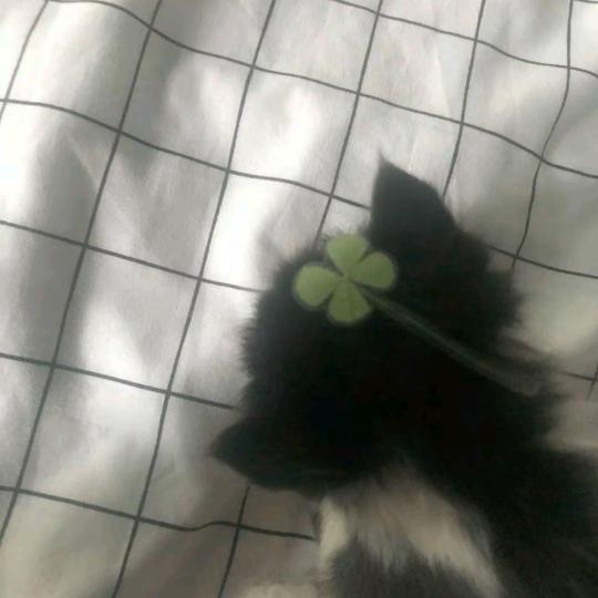 clover