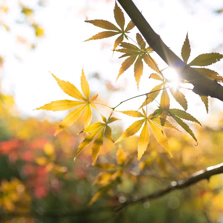 风力