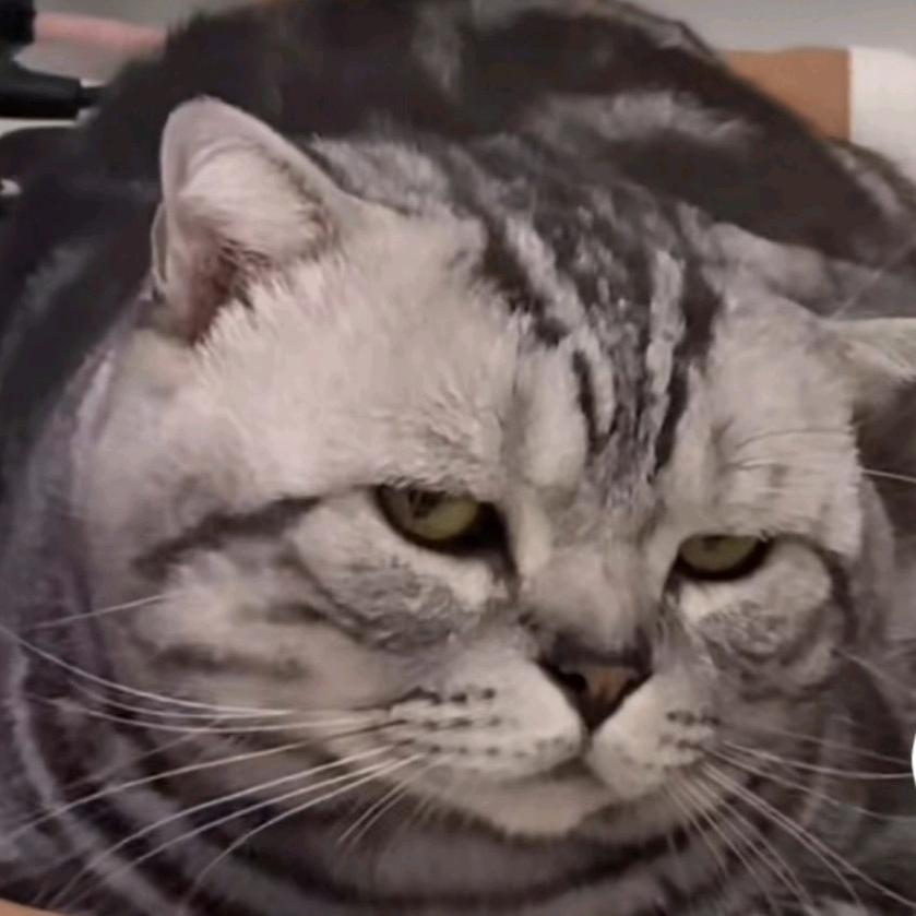 抢红包的小歘歘