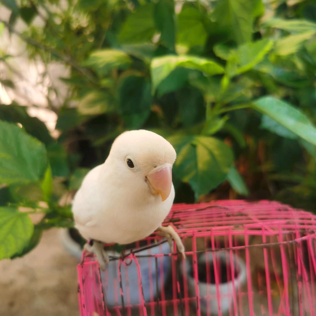 小白学鉴别