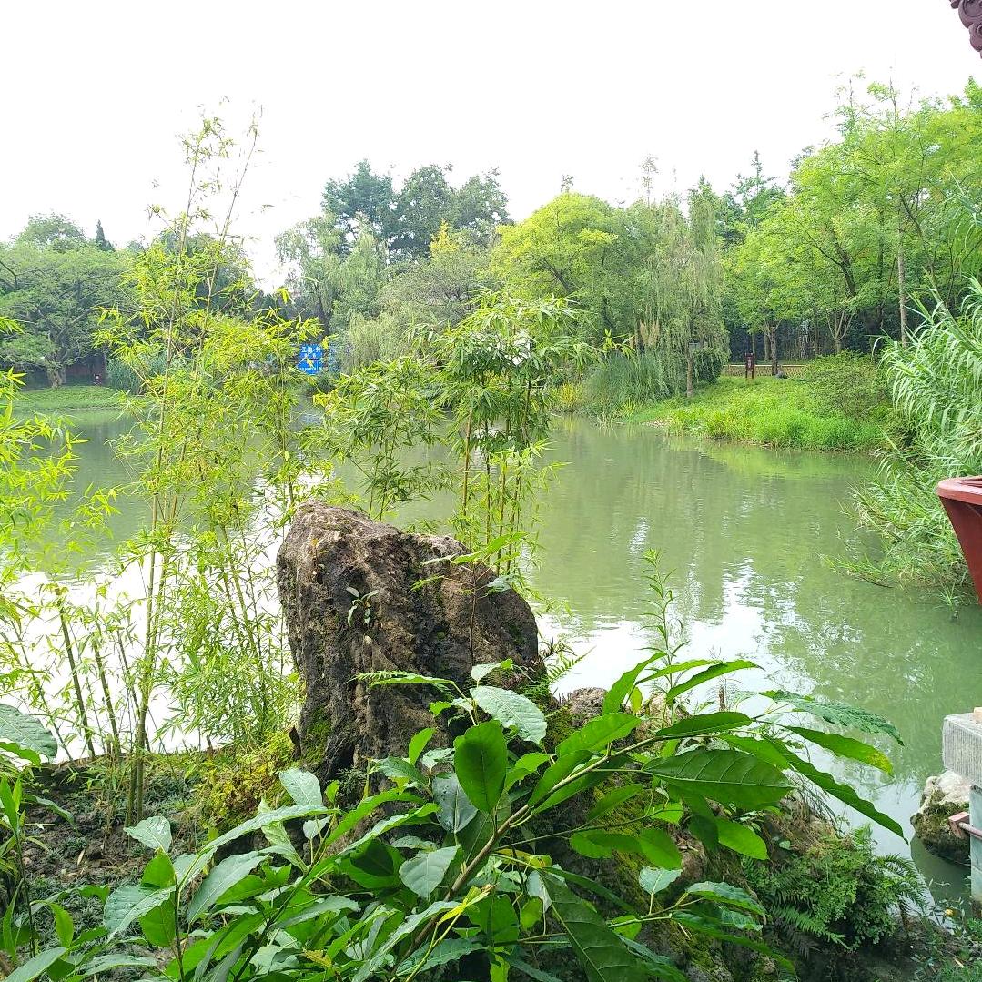菊香12