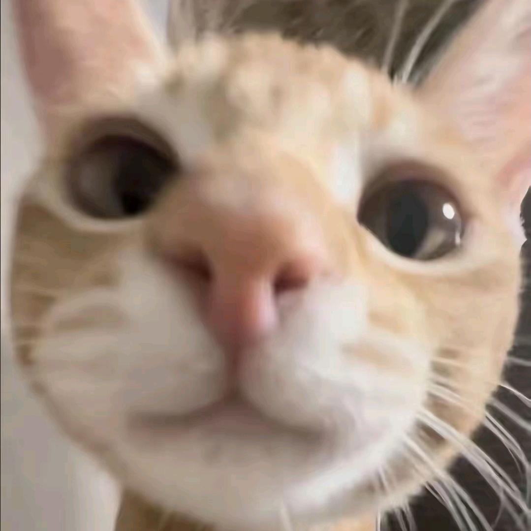 kyo