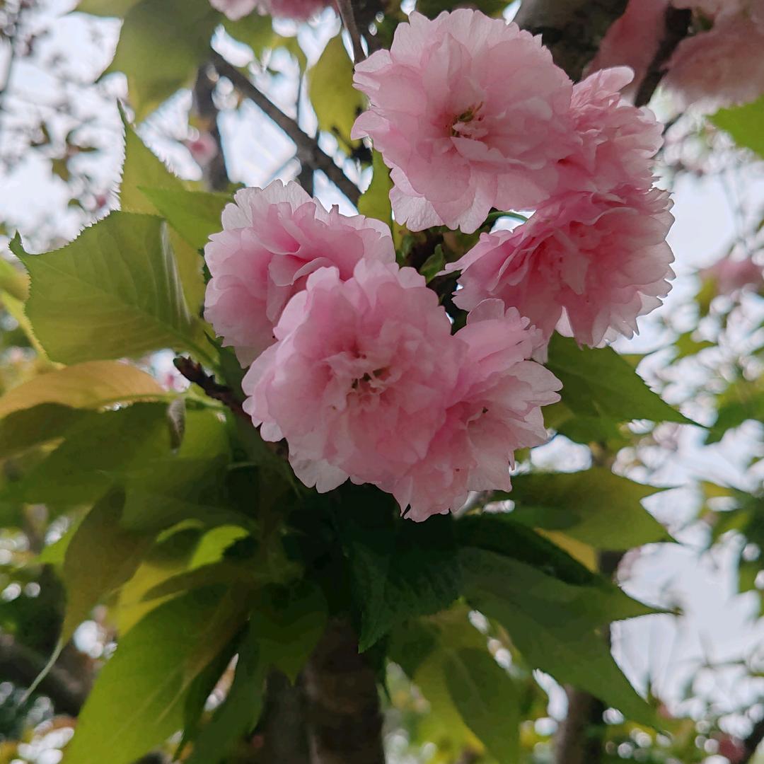 艳