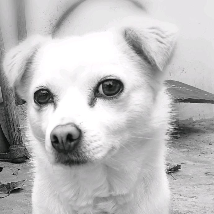 耀启启