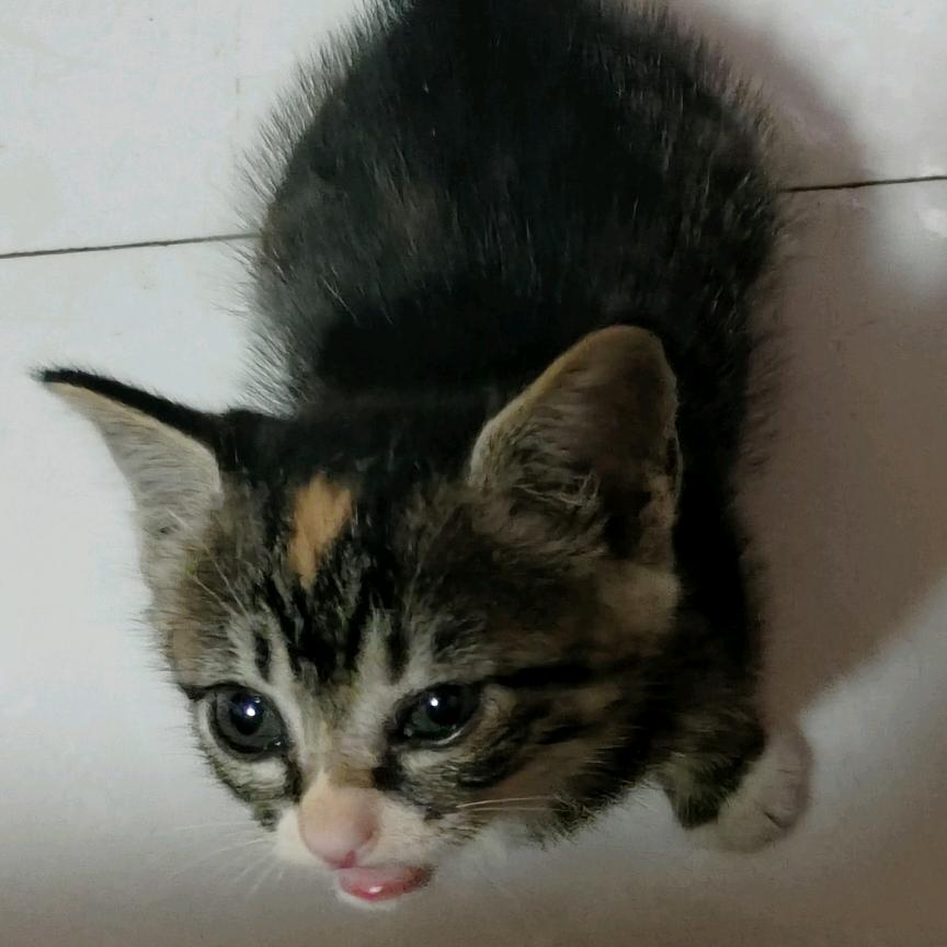 🐺世上无难事💰只要肯放弃🐶