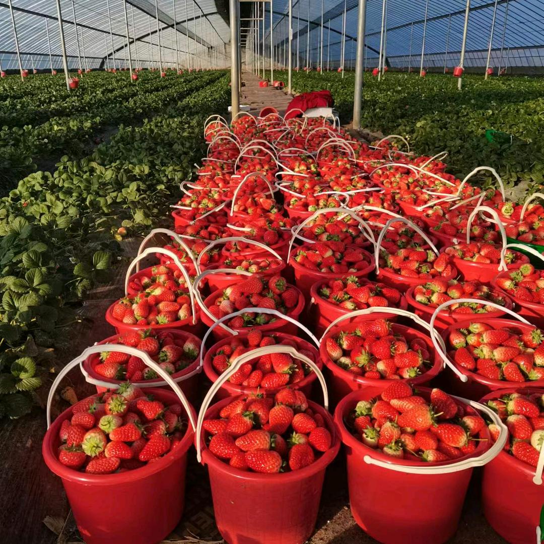 万卉源草莓采摘园
