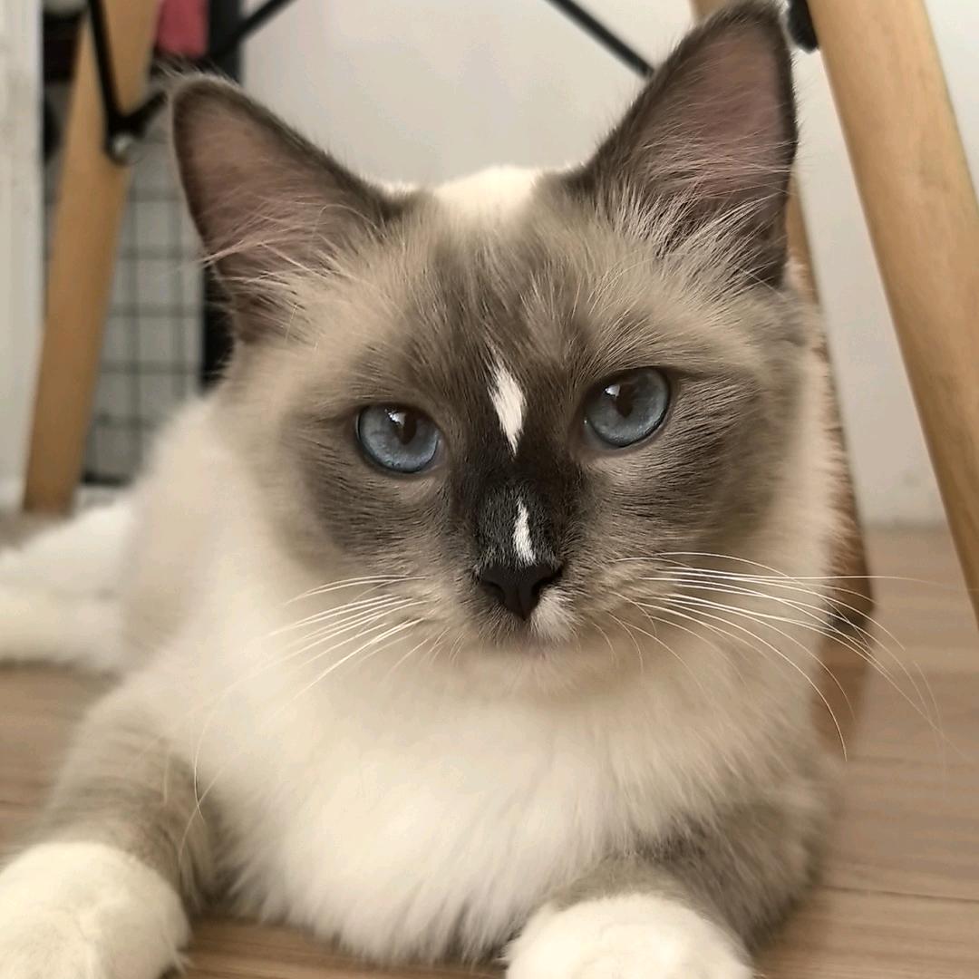 葸
