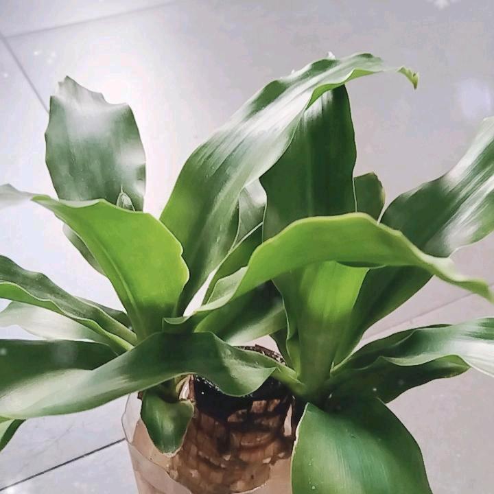 冬天的太阳
