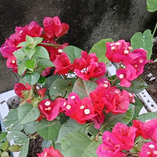 母老虎是儿女们喊的