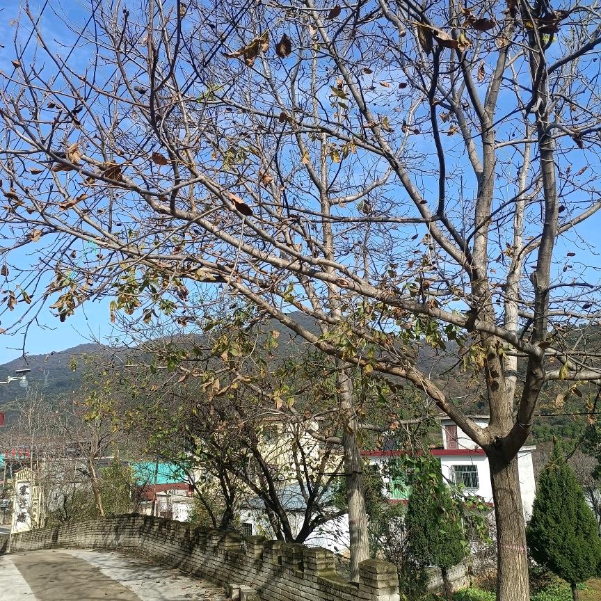 素颜无限好