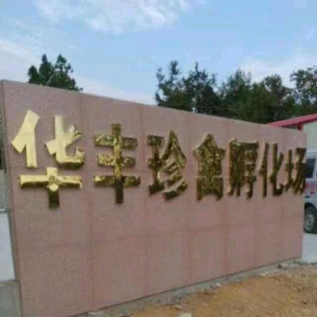 活体苗禽厂家直销