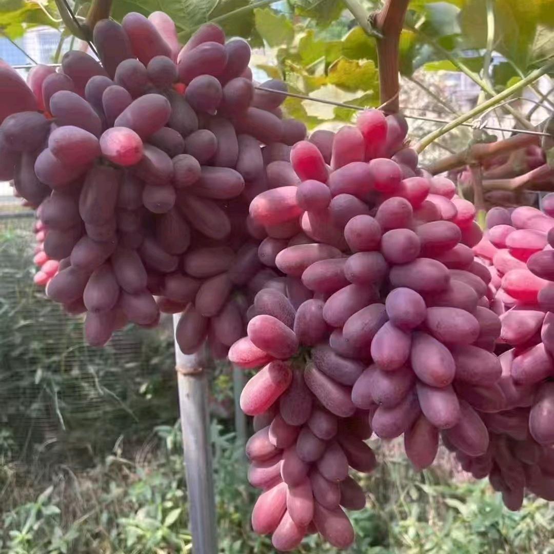 中霖高科 璐璐讲葡萄