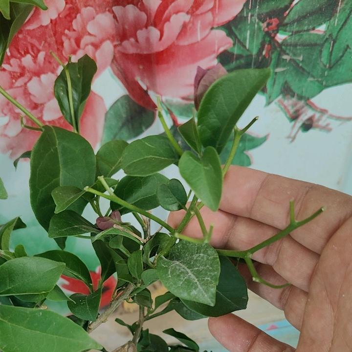 🌹🌹🌹🌹🌹
