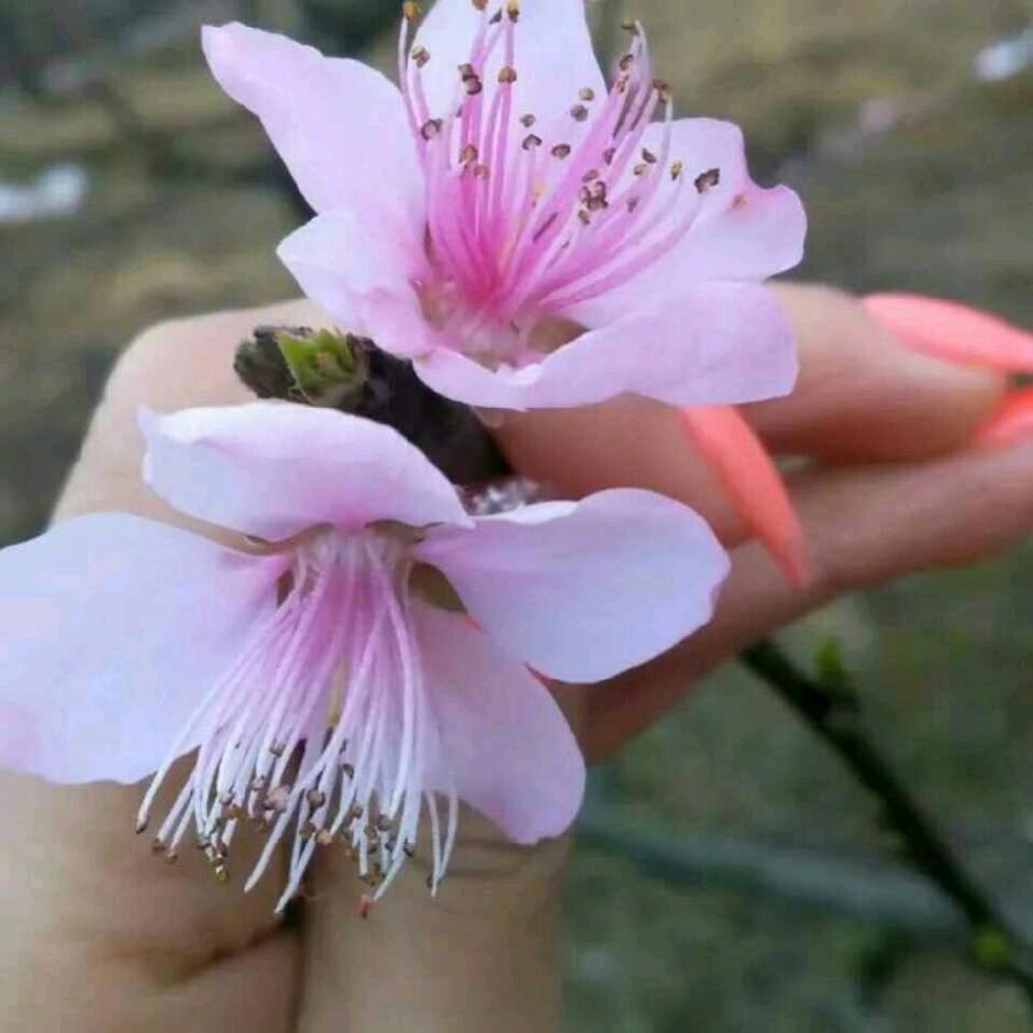 💞এ᭄约定ꦿ꯭ꫛ幸福꧔ꦿএ᭄