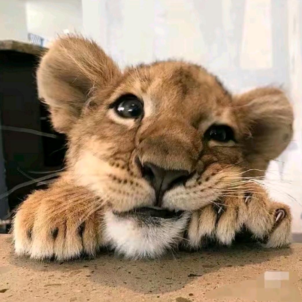 🦁小狮叽
