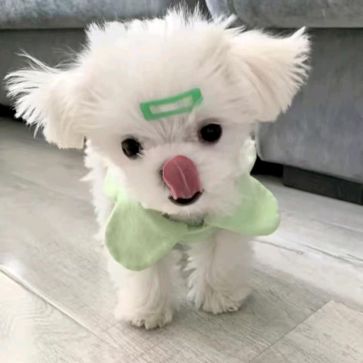 玲玲学姐（寒假工）