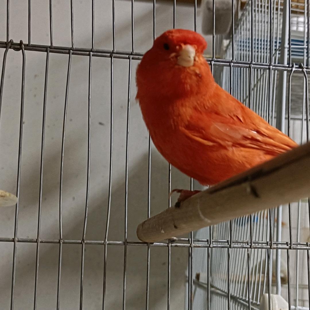 风云~芙蓉鸟