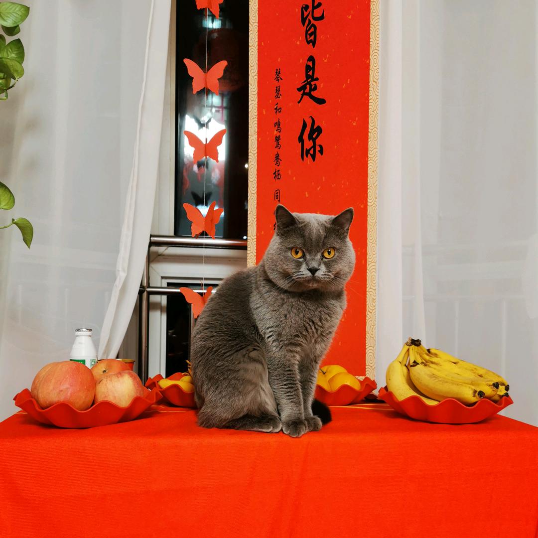 大脸盘子一家