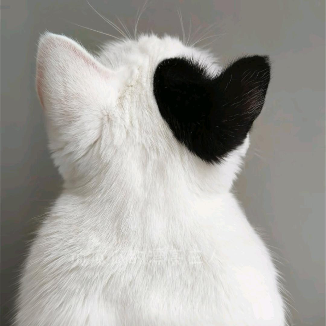 偷吃鼠标的猫