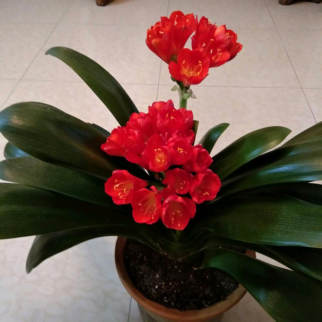 苹果