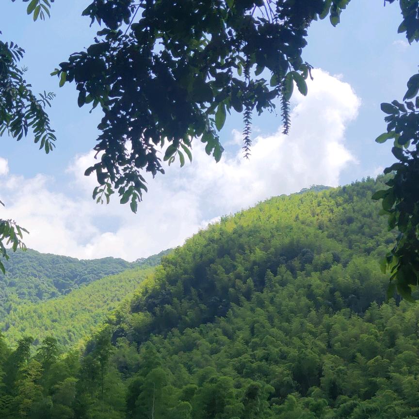 只狼