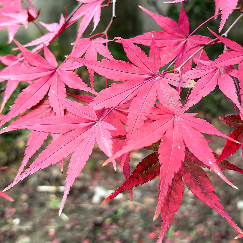 嘉韵枫树园林(造型枫树)