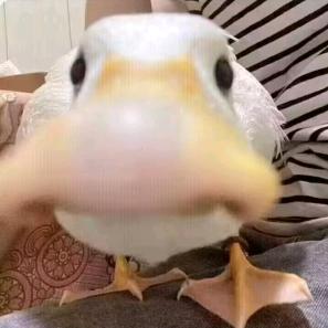 刀疤蔯