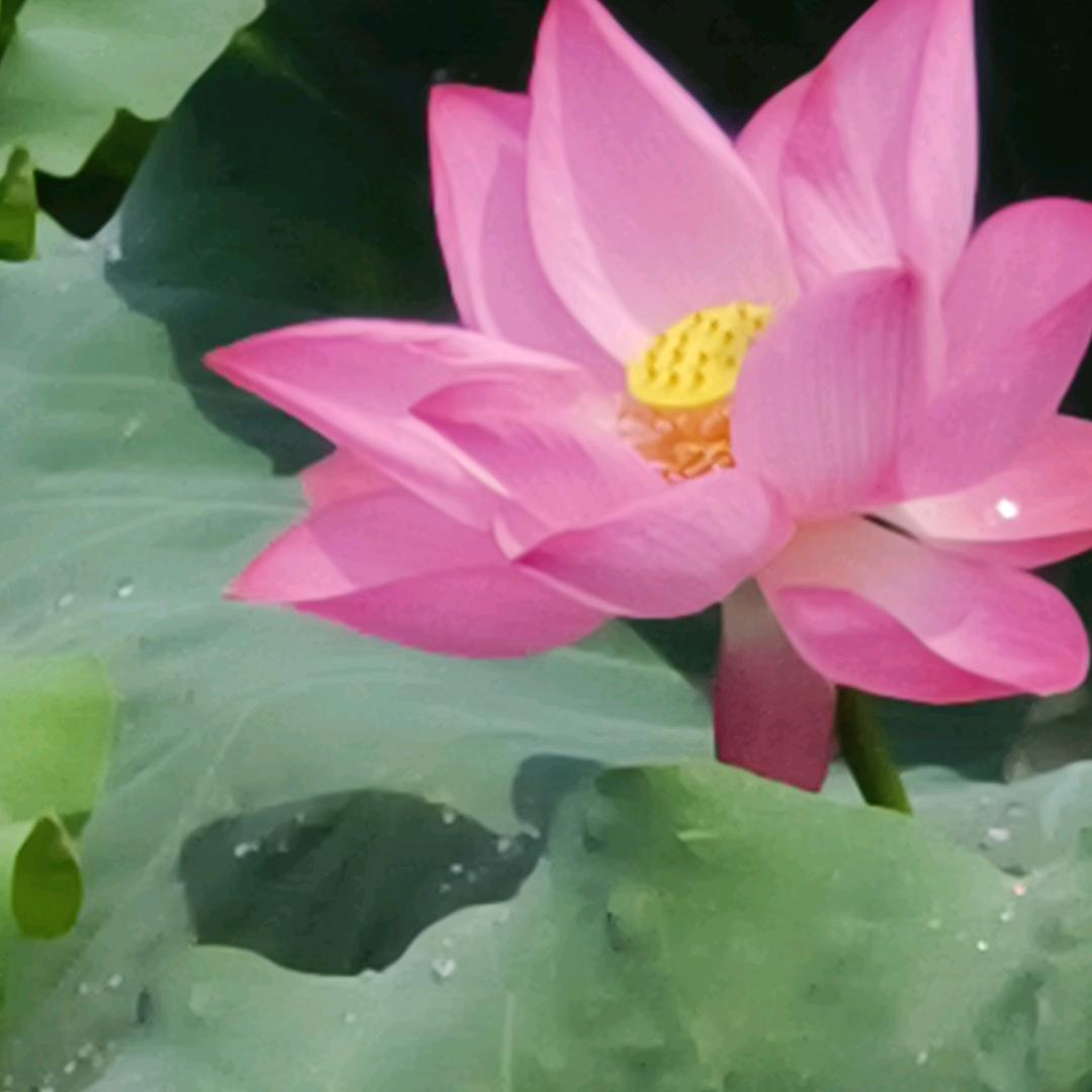 岳阳乐畅网络科技有限公司-琪琪