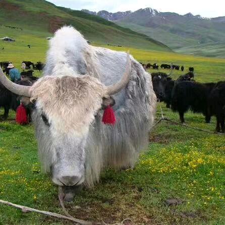 ཨ་ཁུ་འབྲོག་པ་