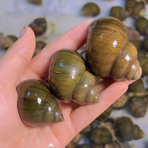 三人行田螺石螺养殖