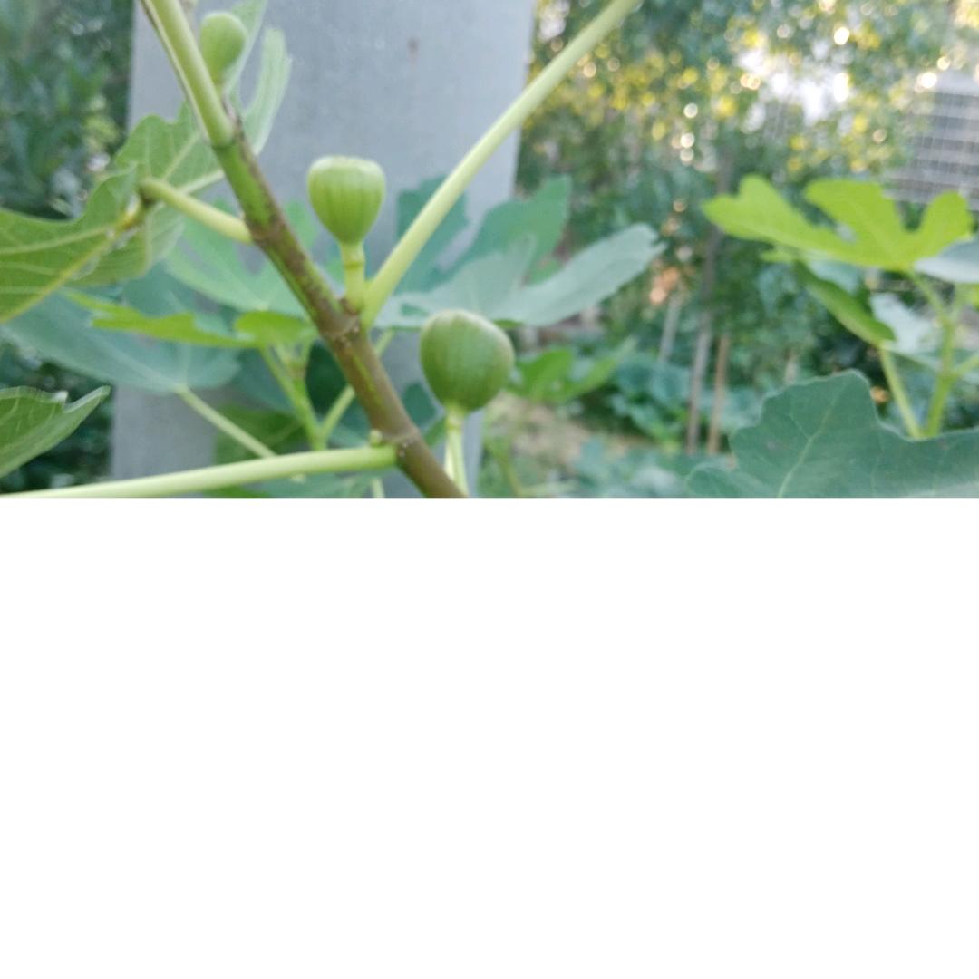 蓝天我是白云