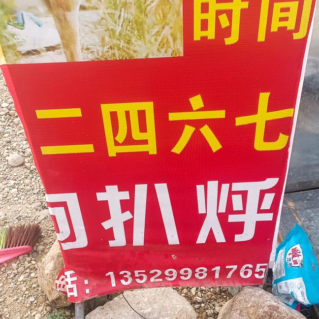 狗肉扒烀星期二四六七