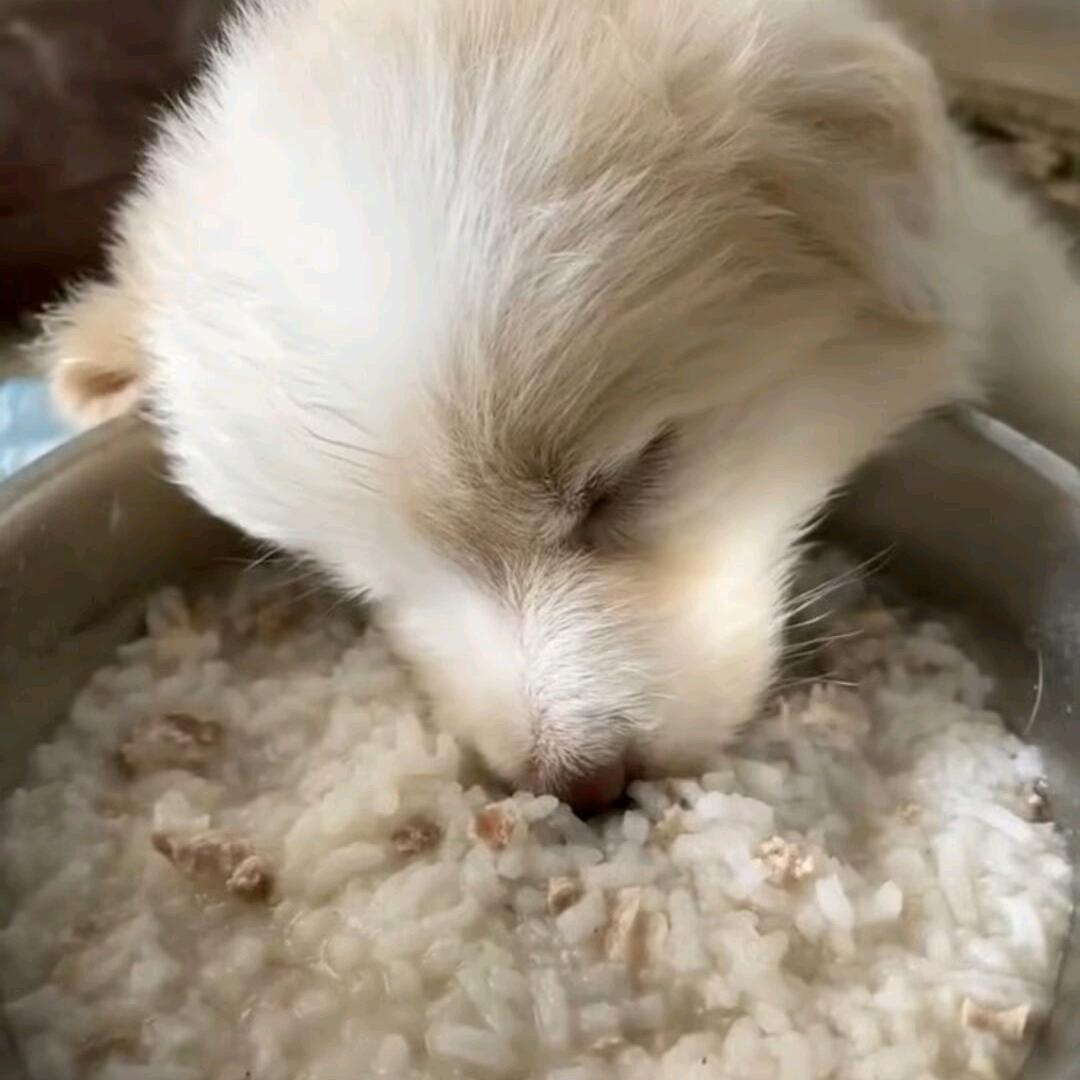 小黑煤球特别欧
