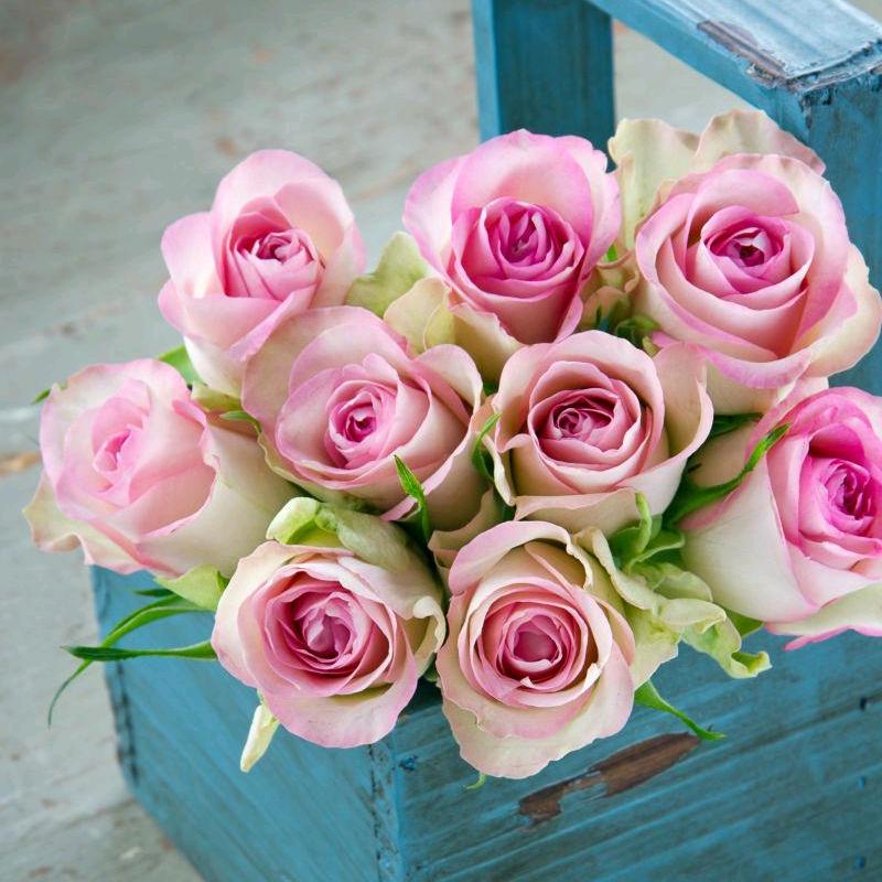 四月玫瑰🌹