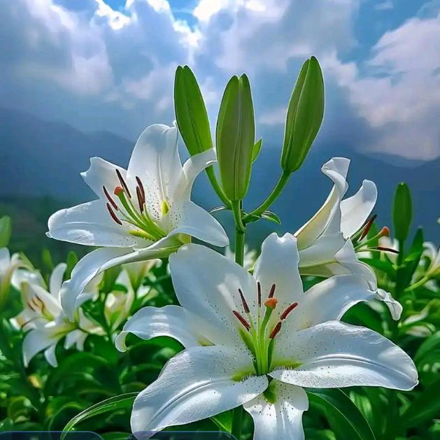 结善缘梅姐(拒绝连赞）