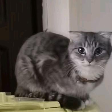 懒猫是我