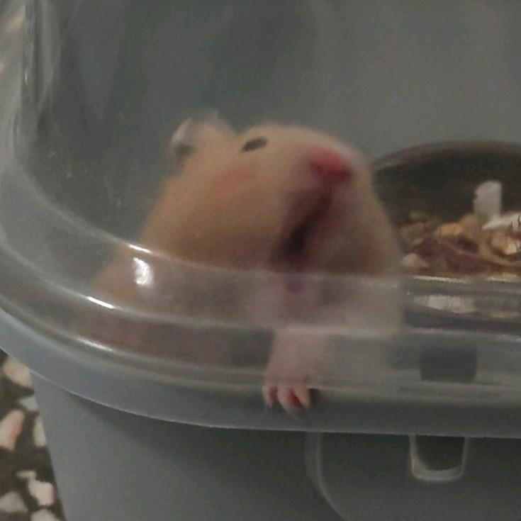 蛋家鼠