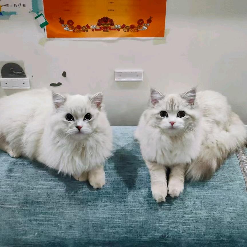 可乐是只牛奶猫