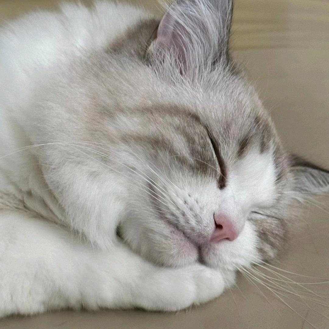 布偶豆宝星麻麻