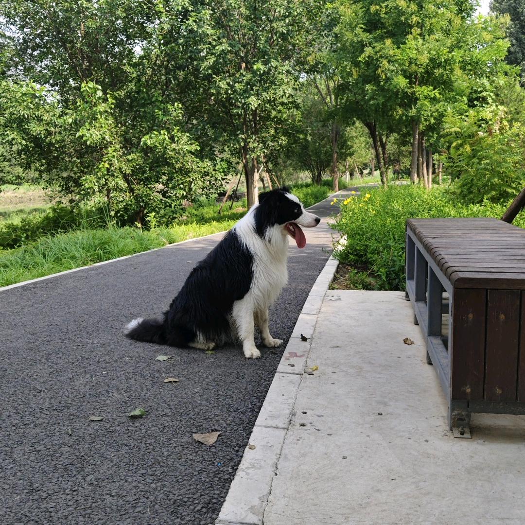 美凌格犬舍