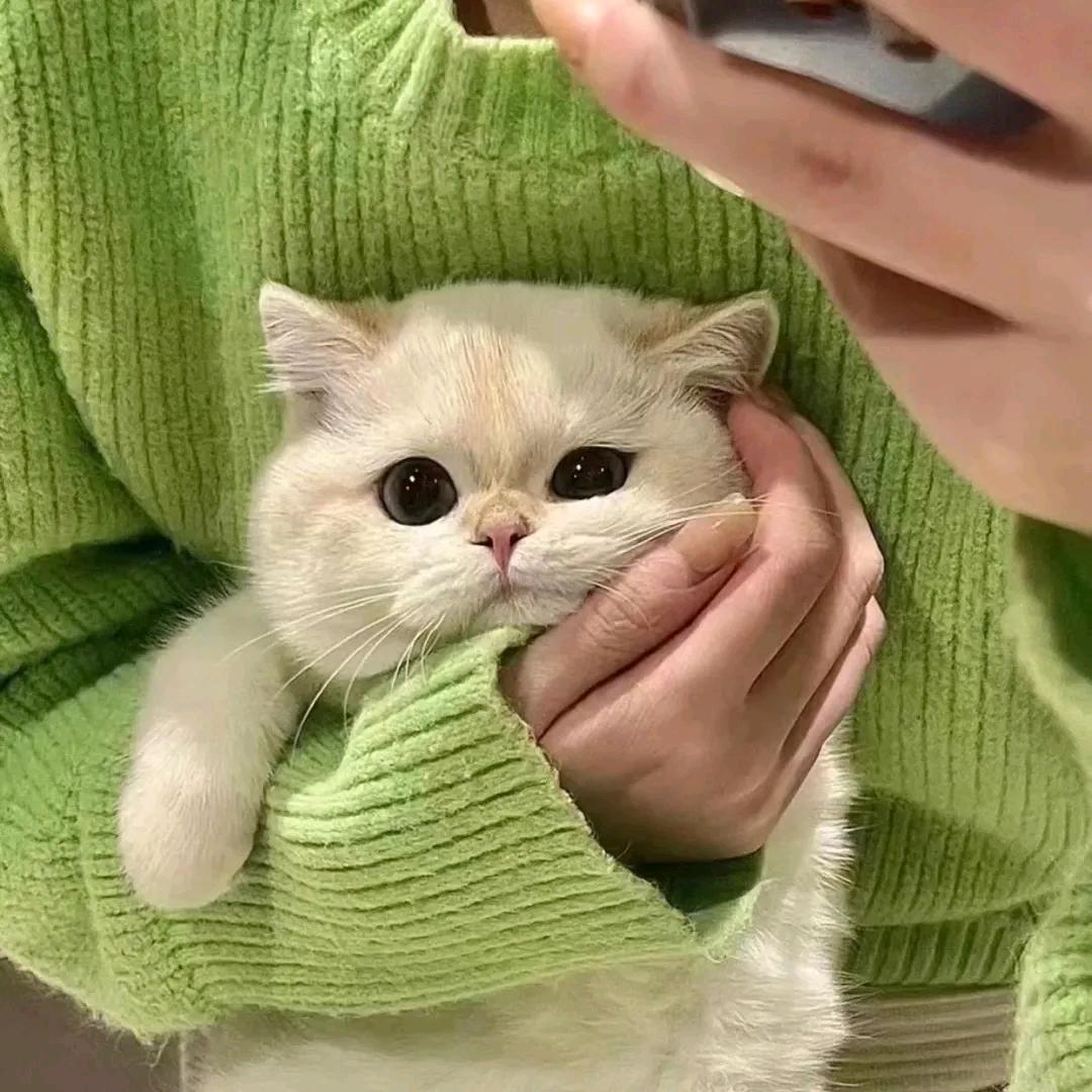 沐沐