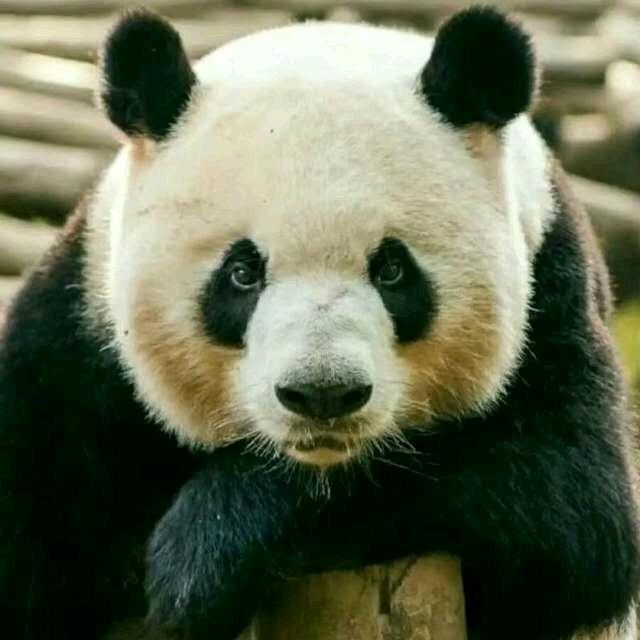 黑眼睛熊猫
